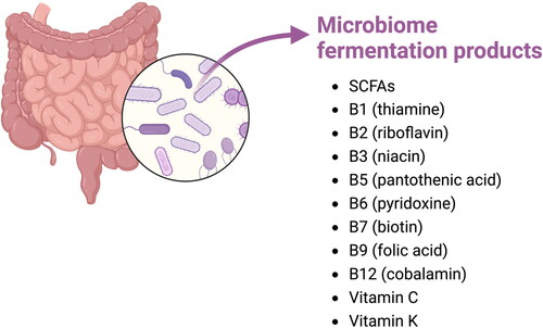Figure 3. Fermentation products of the microbiome. Adapted from “metabolism and microbiota”, by BioRender.com (2023). Retrieved from https://app.biorender.com/biorender-templates.