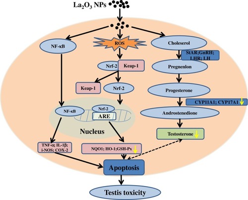 Figure 8 Schematic representation of possible mechanisms of La2O3 NPs contributing to the apoptosis of testes tissues.