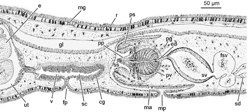 Figure 2. Reconstruction of the genital organs ofTheama mediterranea sp. nov.