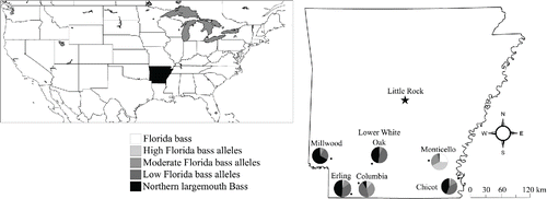 Figure 1. Lakes Millwood (n = 232), Lower White Oak (n = 296), Monticello (n = 478), Erling (n = 356), Columbia (n = 341), and Chicot (n = 436) in southern Arkansas. Pie charts display proportions of each genetic group for all sampled bass.