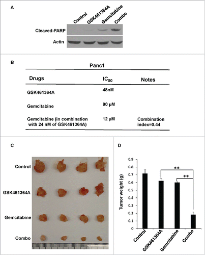 Figure 4. GSK461463A and gemcitabine synergistically inhibit growth of Panc1-derived orthotopic xenograft tumors. A, Panc-1 cells were treated with GSK461364 (10 nmol/L), gemcitabine (100 nmol/L), or both for 72 h, followed by Western blot. B, The combination index of GSK461364A, gemcitabine in Panc1 cells. C, Panc1-derived orthotopic xenograft tumors that had been treated with GSK461364A (12 mg/kg), gemcitabine (40 mg/kg) or a combination of both drugs for 6 weeks. NSG mice were inoculated with Panc1 cells (5 × 105) for 2 weeks, intravenously injected with GSK461364A, gemcitabine or a combination of both drugs. D, Quantification of tumor weight in C. Data are expressed as mean ± SEM, n = 6; **, p < 0.01.