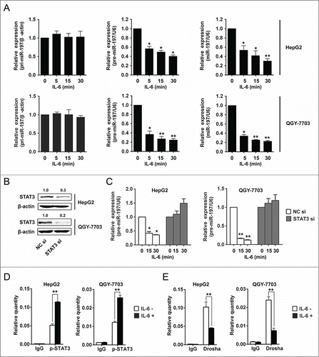 Figure 6. IL-6 downregulates miR-197 expression through p-STAT3 by disrupting Drosha binding to pri-miR-197 and reducing mature miR-197 generation. (A) pri-miR-197, pre-miR-197 and mature miR-197 were detected by qRT-PCR in HepG2 and QGY-7703 cells after IL-6 treatment (25 ng/mL) as indicated. (B) HepG2 and QGY-7703 cells were transfected with negative control siRNA (NC si) or STAT3 siRNAs (STAT3 si), 48 h later, STAT3 and β-actin were detected by Western blotting. (C) Cells in (B) were treated with IL-6 (25 ng/mL) as indicated, and pre-miR-197 was detected by qRT-PCR and normalized to U6. (D–E) HepG2 cells and QGY-7703 cells were stimulated with or without IL-6 (25 ng/mL) for 5 min, and qRT-PCR analysis of p-STAT3 (D) or Drosha (E) binding to pri-miR-197 after RNA ChIP assay were performed. Data are shown as mean ± s.d. (n = 3) of one representative experiment. Similar results were obtained in at least three independent experiments. %p < 0.05, %%p < 0.01.