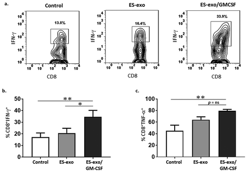 Figure 5. ESC-derived exosome vaccination induces Th1-mediated cytokine responses in intra-tumoral CD8+ T cells.(a–c) C57BL/6 mice (n = 6 per group) were immunized twice (days 0 and 7) with vehicle only (HBSS control) or with exosomes from vector control ES-D3 cells (ES-exo) or with exosomes isolated from ES-D3 cells over-expressing GM-CSF (ES-exo/GM-CSF) in the right flank prior to s.c. challenge with LLC on day 14. Mice were euthanized 15–18 days after tumor challenge, tumors were removed and enzymatically digested. Tumor-infiltrating cells from vaccinated and control mice were stimulated with LLC lysate (50 μg/mL) for 24 h. Cells were then restimulated for 6 h with LLC lysate (50 μg/mL) in the presence of Brefeldin A (1 µL/mL of the culture medium). After restimulation, cells were harvested, Fc receptors were blocked, and stained for surface expression of CD8 and intracellular expression of cytokines and analyzed by flow cytometry. (a) Dot plots showing IFN-γ expression in CD45+CD3+CD8+ cells in tumor-infiltrating cells obtained from control, ES-exo- and ES-exo/GM-CSF-vaccinated mice. Numbers in quadrants represent the percentages of each subpopulation. (b, c) Bar graphs showing percentages of CD45+CD3+CD8+IFN-γ+ (b) and CD45+CD3+CD8+TNF-α+ (c) in tumors derived from control, ES-exo- and ES-exo/GM-CSF-vaccinated mice. Results are expressed as percentages of total CD45+ cells (n = 6 per group, mean ± SD, *, p < 0.05 **, p < 0.001; ANOVA with Tukey’s multiple comparison test).