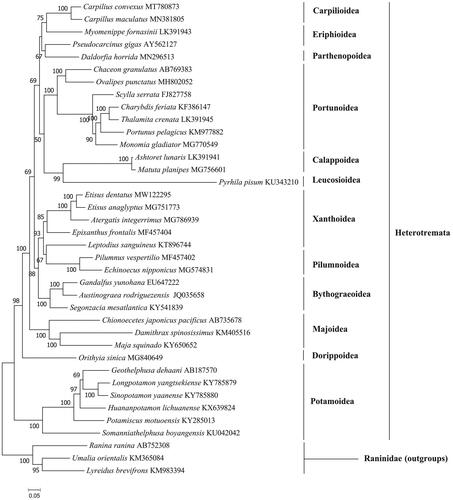 Figure 1. Phylogenetic tree of the complete mitogenome of 35 species in Heterotremata.
