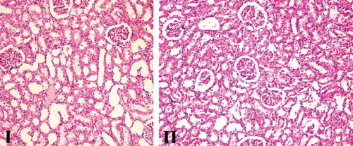 Figure 3. Renal tissue samples of Group III (AIR). C, congestion; black arrow, necrosis; black star, degenerative changes (hydrophic and vacuolar); ii, interstitial inflammation (H&E, ×100, 200, 200, 400).