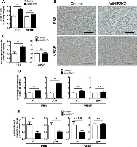 FIG 11 VEGF administration reverses metabolic dysregulation of the BAT associated with adipocyte HIF2α deficiency. Control and AdHIF2KO were fed with an HFD for a total of 8 weeks; for the last 3 weeks of the experiment, mini-osmotic pumps were implanted subcutaneously for administration of murine VEGF or PBS as a control. (A) BAT weight after PBS or VEGF treatment. The tissue weight is presented as percentage of total body weight. (B) Representative images for UCP1 staining in BAT from control and AdHIF2KO mice. Scale bars are 100 μm. (C) Quantification of immunohistochemistry for F4/80 in BAT from control and AdHIF2KO mice treated with either PBS or VEGF. Macrophage accumulation of control mice was set as 1. (D) Quantification of immunohistochemistry for F4/80 in subcutaneous (sc) and gonadal (gon) WAT from control and AdHIF2KO mice treated with either PBS or VEGF. Macrophage accumulation of control mice was set as 1 in each case. (E) Flow cytometry analysis for CD31+ CD45− cells was performed to analyze absolute endothelial cell numbers. The absolute endothelial cell number per gram of tissue was quantified. Data are shown relative to those for control mice; data for control mice were set as 1 in each case. Data in panels A and C to E are expressed as means ± SEMs (n = 3 to 6 mice per group). *, P < 0.05.