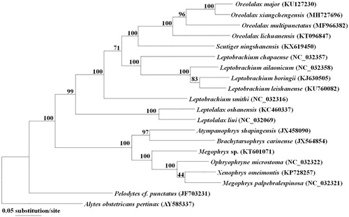 Figure 1. Maximum likelihood tree based on mitogenome sequences of 18 Megophryidae species and two outgroups. Numbers nodes are bootstrap supports.