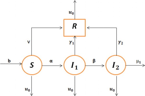 Figure 1. The flowchart representing the HBV transmission.