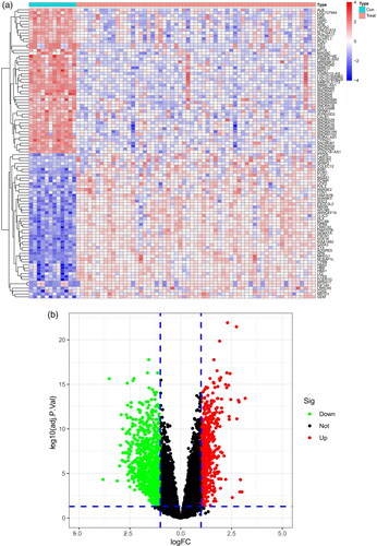 Figure 1. Identification of DEGs of the glomerulus of the FSGS and normal groups. (a) Heatmap. The horizontal axis shows a sample type, and the vertical axis displays the difference in expression between genomes. The top half indicated that the differential genes were up-regulated in the left control group and down-regulated in the right FSGS group. The bottom half was the opposite of the top half. (b) Volcano map. The horizontal axis represents the log FC, and the vertical axis represents -log10. A significant difference was defined as a p value <0.05. FSGS: focal segmental glomerulosclerosis; DEGs: differentially expressed genes.