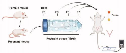 Figure 1. Schematic representation of the animal model used in this study. Estrous mice were placed with a sexually experienced male at night, and females with vaginal sperm plugs the following morning were considered to be at E1 (Embryonic day 1). Restraint stress was initiated on E1 and continued until the mice were sacrificed on E3 (Embryonic day 3), E5 (Embryonic day 5) and E7 (Embryonic day 7). The plasma and uterus were obtained. There were 200 mice in this study. At least 7 mice were used for the test in each group.