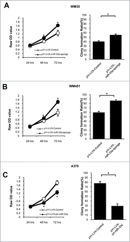 Figure 3. miR-33a suppresses melanoma cell proliferation. MTT assay and colony formation assay were performed for miR-33a effects on cell proliferation and clone formation. In colony formation test, there were 1000 cells per well. (A) WM35 cells transfected with pYr-LVX-miR-33a-sponge had a stronger proliferation ability than those transfected with blank vector, and the colony formation efficiency also increased after transfection with pYr-LVX-miR-33a-sponge (*P < 0.05). (B) The proliferative ability and colony formation efficiency were significantly higher in pYr-LVX-miR-33a-sponge-transfected WM451 cells than the blank vector group (*P < 0.05). (C) The proliferative ability and colony formation efficiency of pYr-LVX-pri-miR-33a-transfected A375 cells was significantly lower than those transfected with the blank vector (*P < 0.05).