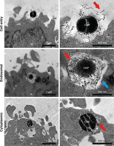 Figure 3 TEM imaging of resin section of HeLa cells exposed to CNPs.Notes: CNP initial contact is CNT-mediated. The endocytic membranes are observed in some particles, presumably after endocytosis. Some particles also appear devoid of membranes, inside the cytoplasm. Red and blue arrows point at the CNTs attached on the surface of the CNPs and endosomal membrane, respectively. The nucleus (N) is also labeled.Abbreviations: CNP, CNT-bearing particle; CNT, carbon nanotube; TEM, transmission electron microscopy.