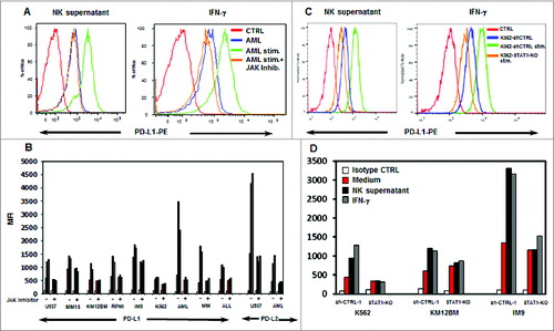 Figure 5. Tumor cell expression of PD-L1 and PD-L2 after incubation with activated NK supernatant or IFNγ. (A) Expression of PD-L1 in a representative example of AML cells treated with NK supernatant (left panel) or IFNγ (right panel) and with the addition of JAK inhibitor. (B) Expression of PD-L1 in hematopoietic tumor cell lines and primary tumor cells and expression of PD-L2 in U937 and primary AML cells. Surface antigen expression (MFI) is compared in cells incubated with medium alone, NK supernatant or IFNγ with or without JAK inhibitor. (C) Expression of PD-L1 in K562 or K562-STAT1-KO cells treated with NK supernatant (left panel) or IFNγ (right panel). (D) Expression of PD-L1 in 3 STAT1-KO or sh-CTRL cell lines. PD-L1 expression (MFI) is compared in cells incubated with medium alone, NK-supernatant or IFNγ.