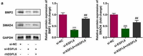 Figure 4. The expression of BMP2 and SMAD4 is positively correlated with EGFL6. (a) Protein expression of BMP2 as well as SMAD4. ##P < 0.01, ***P < 0.001 versus si-NC.