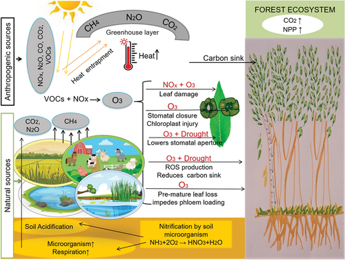 Figure 2. Integrated effects of air pollution and climate change on forests.