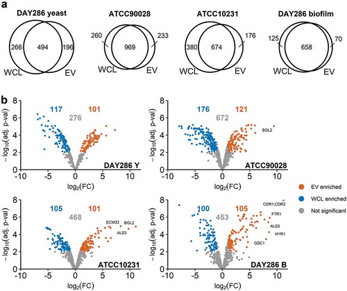 Figure 2. Differential abundance analysis of proteins identified in C. albicans EVs and whole cell lysates (WCL). (a) Venn diagrams comparing the EV and WCL proteomes from four C. albicans strains; DAY286 yeast (n = 3), ATCC90028 yeast (n = 3), ATCC10231 yeast (n = 3), and DAY286 biofilm (n = 5). Whole cell lysates were prepared from the EV source cells. Proteins were quantified (MaxQuant LFQ intensity) in a minimum of 2/3 (yeast) and 4/5 (biofilm) biological replicates of EV or WCL. (B) Volcano plots depicting significantly enriched EV or WCL proteins. Differential abundance analysis was performed by comparing the mean normalised LFQ intensities of proteins identified in both EV and WCL (i.e. proteins in the Venn overlap) using the package limma [Citation47,Citation52]. Significantly enriched proteins were identified using a Benjamini-Hochberg adjusted p-value cut-off of 0.01 and log2(FC) cut-off of 1. Counts of significant and non-significant proteins are indicated on each graph. Proteins with a log2(FC) greater than 8 are labelled. Data tables underlying the Venn diagrams and volcano plots are provided in Supplementary Data S2.