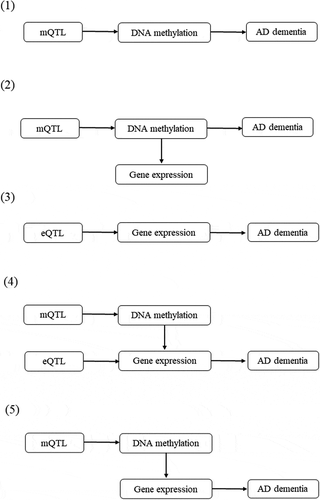 Figure 2. Potential pathways linking genetic variants with Alzheimer’s dementia.