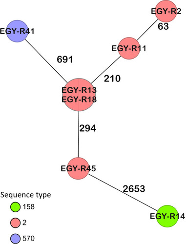 Figure 1 Minimum spanning tree generated by cgMLST coloured by ST (Pasteur) based on 3487 targets. Numbers between the nodes indicate the number of alleles that are different.