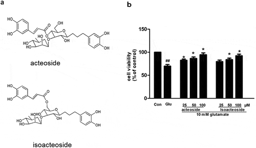 Figure 1. Protective effect of acteoside and isoacteoside on glutamate-induced cytotoxicity in PC12 cells. (a) Chemical structure of acteoside and isoacteoside. (b) Effects of acteoside and isoacteoside on the cell viability measured by MTT assay. Values represent mean ± SD of 3 independent experiments. #p < 0.05 vs control, *p < 0.05, **p < 0.01 vs glutamate group.
