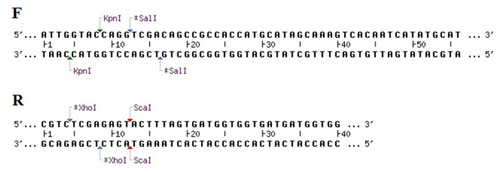 Figure 2 Restriction sites on the forward (F) and reverse (R) BChE gene primers.