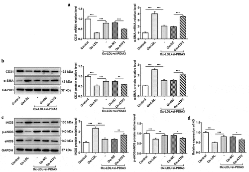 Figure 5. ATF2 overexpression reverses the mitigating effect of PDIA3 on ox-LDL-induced endothelial dysfunction in HUVECs. (a-b) Expression of CD31 and a-SMA was assayed adopting RT-qPCR and Western blot in ox-LDL-induced HUVECs co-transfected with si-PDIA3 and oe-ATF2. (c) Expression of iNOS, p-eNOS and eNOS was tested using Western blot in ox-LDL-induced HUVECs co-transfected with si-PDIA3 and oe-ATF2. (d) NO level was assessed employing NO kit in ox-LDL-induced HUVECs co-transfected with si-PDIA3 and oe-ATF2. Data were obtained from three independent experiments (n = 3). The comparisons in different groups were done with one-way analysis of variance (ANOVA) followed by a Tukey’s post-hoc test. *P < 0.05, **P < 0.01, ***P < 0.001.