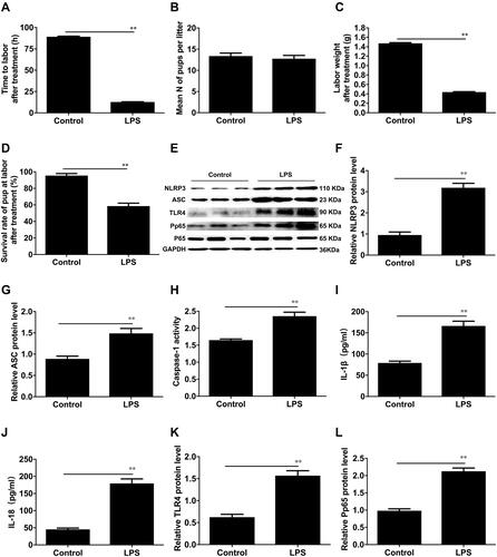 Figure 2 Administration of LPS induces preterm labour and neonatal mortality in vitro. (A) The average gestational length for control C57BL/10 mice and LPS-induced preterm mice. (B) The number of pups per litter in the two groups. (C) The neonatal weight at labour or preterm labour in the pregnant control or LPS-induced mice. (D) Survival rate at labour or preterm birth in the two groups. (E) Protein levels of NLRP3, ASC, TLR4 and P-p65 were evaluated by Western blot analysis. GAPDH was used as a loading control. Densitometric analysis was conducted for the protein expression of NLRP3 (F), ASC (G), TLR4 (K), and P-p65 (L) at term labour or LPS-induced preterm birth in mouse myometrial biopsies. (H) The caspase-1 enzyme level was measured with a Caspase-1 Activity Assay Kit. The concentrations of IL-1β (I) and IL-18 (J) in the uterus of mice were determined with specific enzyme-linked immunoassays. Myometrial tissues were obtained from pregnant C57BL/10 mice at on-time labour (control) or LPS-induced preterm labour (LPS). Individual comparisons were conducted with one-way ANOVA, and all data are presented as the mean ± SD (n=8, **P <0.01 indicate a significant difference from the control group).