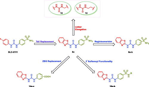 Figure 2. Design of the target benzothiazole-based SLC-0111 analogues as CAIs.