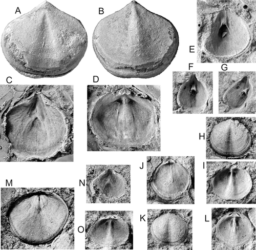 Fig. 9. A – D, Gracianella (Gracianella) kausi kausi (Strusz, Citation1982). A, B, CPC20518, holotype, in dorsal and ventral views. C, CPC20473, paratype, latex replica of ventral interior. D, CPC20475, paratype, latex replica of dorsal interior. Walker Volcanics, Canberra. E – O, Gracianella (Gracianella) kausi yassensis n.ssp. E, ANU15607, paratype, latex replica of ventral interior. F, G, ANU 15606, holotype, latex replica of ventral interior in dorsal and oblique views. H, I, ANU46449, paratype, latex replicas of dorsal exterior and interior. J, ANU46454, paratype, latex replica of dorsal interior. K, ANU46446, paratype, latex replica of dorsal exterior. L, ANU15603, paratype, latex replica of dorsal interior. E – L, loc. KC, Yarwood Siltstone Member. M, CPC39015, dorsal internal mould. N, ANU46459, latex replica of ventral interior. O, ANU46462, latex replica of dorsal interior. M – O, loc. KF (GOU52), lower Black Bog Shale. All ×8.
