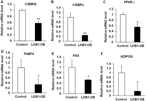 Figure 4. Overexpression of LKB1 downregulates adipogenic genes in yaks. (A–F) The mRNA levels of C/EBPβ (A), C/EBPα (B), PPARγ (C), FABP4 (D), FAS (E) and ADIPOQ (F) in control and LKB1 overexpressed adipocytes. N = 6, the number of samples are biological replicates. Error bars: S.E.M., *P < 0.05, **P < 0.01.