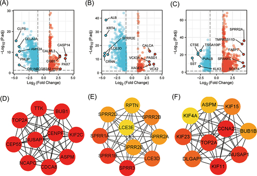 Figure 5 KNL1 and related DEGs in PAAD, STAD, and BLCA. Volcano Plot of DEGs between the KNL1-low group and the KNL1-high group in PAAD (A), STAD (B), and BLCA (C). The interaction network of the 10 hub genes most associated with KNL1 in PAAD (D), STAD (E), and BLCA (F).