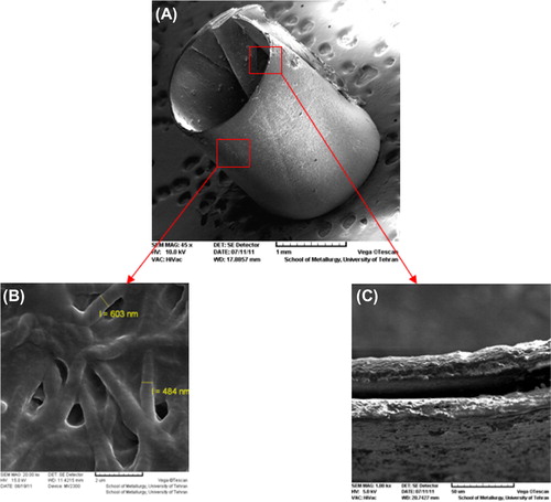 Figure 3. SEM images of the chitosan-crosslinked nanofibrous conduit. (A) The tubular conduit (45×), (B) The nanofibrous structure of designed conduit (20000×), (C) The diameter of tube wall (1000×).