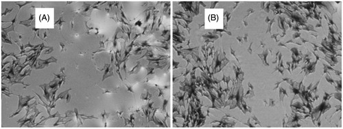 Figure 4. The crystal violet staining of HUASMCs on each group: (A) 100 μg/ml geniposidic acid group and (B) control group.