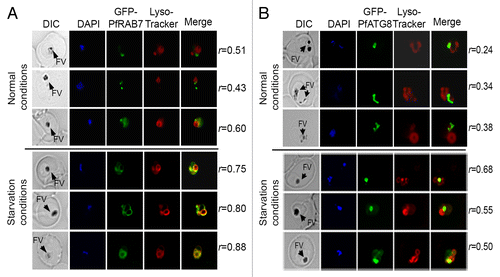 Figure 4. In vivo association between GFP-PfRAB7 and GFP-PfATG8 and acidic compartments. Distribution of GFP-PfRAB7 (A) or GFP-PfATG8 (B) and acidic compartments revealed in red with LysoTracker Red-DND99 is observed under normal and starvation conditions using live cell microscopy [Leica DMI 6000 microscope with MicroMAX-1300Y/HS camera (Princeton Instruments)]. The association of GFP-PfRAB7 and acidic compartments is shown in the merged image (yellow). Comparisons are between parasites at similar stages of development. The Pearson’s coefficient (r) represents the degree of colocalization in the individual images. FV; Food vacuole.