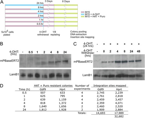 Fig 2 Transposition controlled by nuclear PBase accumulation. (A) 4-OHT treatment time course design; (B) accumulation of mPBase-ERT2 protein in the nucleus after 4-OHT treatment; (C) mPBase-ERT2 persists in the nucleus after 4-OHT withdrawal; (D) number of colonies and PB integration sites obtained from multiple experiments.