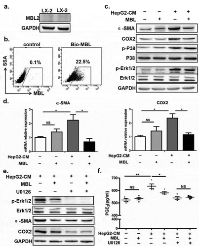 Figure 7. MBL regulates the ERK-mediated alteration of COX-2/PGE2 in the HSCs.(a) Analysis of MBL expression in LX-2 cells by immunoblotting. (b) LX2 cells were incubated with biotin-labeled MBL or not, then stained with avidin-FITC. The levels of cell-bound MBL were determined by flow cytometry. LX-2 cells were cultured with HepG2-CM and/or MBL for 24h, subsequently the α-SMA, COX2, P38, ERK1/2, phosphor-P38 and phosphor-ERK1/2 levels were measured by immunoblotting (c); α-SMA and COX2 mRNA expression in these cells were confirmed by RT-PCR (d). α-SMA, COX2, ERK1/2 and phosphor-ERK1/2 levels in HepG2-CM activated LX-2 cells cultured with MBL and pretreated with U0126, an inhibitor of phosphorylation of ERK, were assayed by immunoblotting analysis (e). (f) PGE2 production in the culture supernatant was determined by ELISA. For all immunoblotting assays, GAPDH was included as the internal loading control. Data are presented as means ± SEM (horizontal lines). NS, not significant. *, P < 0.05; **, P < 0.01. The data representative of at least three independent experiments with similar results are shown.