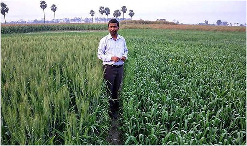 Figure 4. Adjacent wheat fields planted at the same time in Chandrapura village, Khagaria district, Bihar state, India, in 2012. The SWI wheat field on left matured earlier than the traditionally-managed field on right. SWI crop panicles had already emerged while the crop grown with standard methods was still in its vegetative stage (photo by E. Styger).