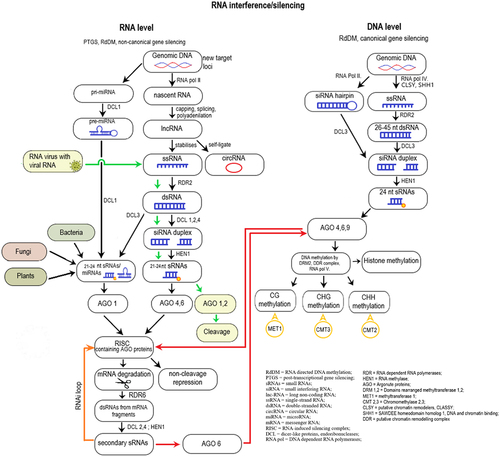 Figure 3. A summary of RNA interference/silencing mechanisms at the RNA and DNA level.