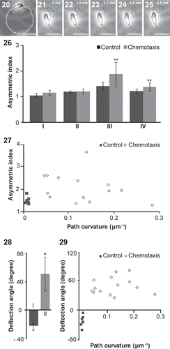 Figs 20–29. The AF beat patterns of chemotactic male gametes. Figs 20–25. Trajectory (Fig. 20) and typical flagellar waveforms were recorded at 1.6 ms intervals (Figs 21–25). Fig. 26. The AF asymmetric indices of chemotactic male gametes. I. Base region; II. Middle region; III. Tip region; IV. Whole region. Control vs. Chemotactic gametes, **P < 0.05. Fig. 27. Asymmetric indices of tip region in the AF plotted against path curvatures. Fig. 28. Average value of deflection angle at 8 µm from the tip of AF. I. Control; II. Chemotactic gametes. Control vs. chemotactic gametes, *P < 0.001. Fig. 29. Average value of deflection angles at 8 µm from the tip of AF plotted against path curvatures. Scale bars = 10 µm.