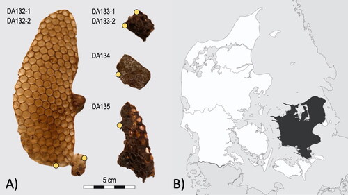 Figure 1. (A) Beeswax samples from the Natural History Museum of Denmark. The hand-written label gives this assemblage a context of ‘Apis mellifica L. Cell. Regina Sjaelland Frk Holm.Bang. S.’; indicating that they have been collected from Sjælland. Sampled areas of the specimens are marked with yellow circles. (B) Area of Sjælland in Denmark. Source: modified version after Location of Zealand Region by Wikimedia Commons (license CC BY-SA 3.0).