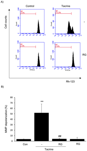 Figure 3 Effect of RG on Mitochondrial Damage in Tacrine Hepatotoxicity. (A) Fluorescence-activated cell sorting analysis. (B) Mitochondrial membrane potential measurement. HepG2 cells were treated with RG (1000μg/mL) and Tacrine (300μg/mL) for 6 hours. Subsequently, fluorescence intensity was measured by FACS for mitochondrial membrane permeability (MMP) after Rhodamine 123 staining. Data are presented as the average of repeated samples, with error bars representing standard deviations (vs control **p < 0.01; vs Tacrine; ##p < 0.01).