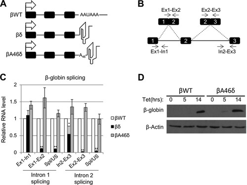 FIG 1 A 3′-templated poly(A) tail supports β-globin splicing. (A) Diagrams of βWT, βδ, and βA46δ genes with 3′ transcript features. Exons are indicated as boxes, and the tetracycline-inducible CMV promoter is shown as an arrow. The following distinguishing features at the 3′ ends of the encoded transcripts are also shown: the poly(A) signal (AAUAAA) for βWT, the δ RZ for βδ, and the A46 template and δ RZ for βA46δ. (B) Diagram illustrating primers and amplicons used for RT-qPCR analysis of β-globin splicing. Exons are numbered. We analyzed splicing efficiency by dividing the signal for spliced RNA by that obtained for the unspliced precursor. (C) Quantitation of RT-qPCR results for analysis of β-globin splicing in cells expressing βWT, βδ, or βA46δ. The level of each RNA species was normalized to the glyceraldehyde-3-phosphate dehydrogenase (GAPDH) mRNA level and is shown relative to that recovered from βWT cells, which was given a value of 1. (D) Western blot analysis of β-globin protein isolated from βWT or βA46δ cells either uninduced or induced with tet for 5 and 14 h, as indicated. β-Actin is shown as a loading control. All error bars represent standard deviations for at least three biological replicates. *, P < 0.05; **, P < 0.01.