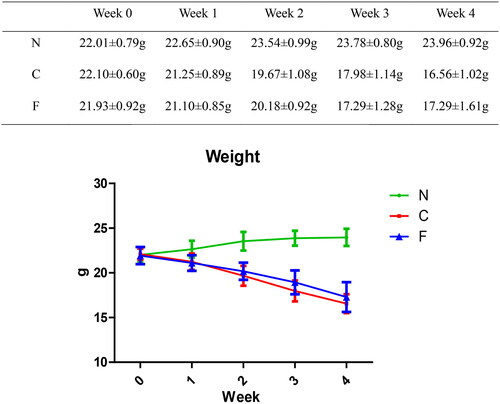 Figure 2. Effect of adenine and fecal bacteria transplantation on mouse bodyweight.