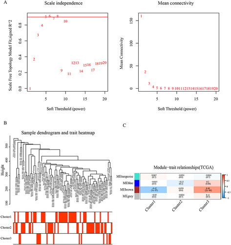 Figure 3 Weighted Gene Co-expression Network Analysis (WGCNA). (A) Analysis of scale-free fit index for various soft-thresholding powers and the mean connectivity for various soft-thresholding powers. (B) Clustering tree of 1597 ubiquitination related genes. (C) Heat map of the correlation between the characteristic genes of the module and the immune infiltration characteristics of HCC.