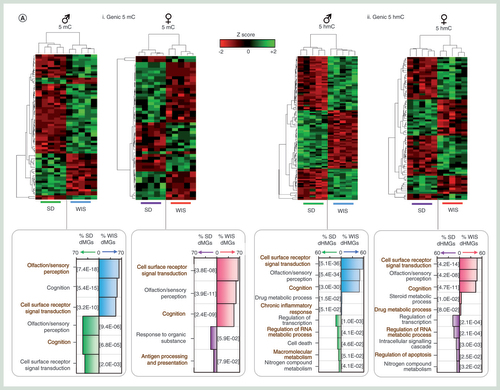 Figure 3. Chromatin modifications at enhancers and promoters. (A) Pearson correlation heatmaps with hierarchical clustering for H3K4me1 (i) and H3K27ac (ii) datasets. (B) Visual representation of genomic regions with either constitutive (i) or gender specific (ii) chromatin landscapes. (C) Box plot for H3K4me1 (i) and H3K27ac (ii) signals across one of six genomic compartments: promoter core: TSS ± 250 bp, promoter proximal: TSS +1 kb to +250 bp, Promoter distal: TSS +2 to +1 kb, exonic, intronic or intergenic. (D) Average patterns of H3K4me1 (i) and H3K27ac (ii) across annotated genes ±100% gene length. (E) Venn diagram of (i) H3K4me1 peak or H3K27ac (ii) overlaps between average male and female datasets. Square brackets denote total peak datasets. (F) Venn diagram of H3K4me1/H3K27ac peak overlaps for average male (i) and female (ii) datasets. Square brackets denote total peak datasets. (G) Average patterns of DNA modifications across either ‘poised’ (i) or active (ii) enhancer elements as well as at transcriptional start sites marked by similar chromatin marks (iii & iv).H3K4me1: Histone H3 tails marked by  lysine 4 monomethylation; H3K27ac: Histone H3 tails pan-acetylated at lysine 27; TSS: Transcription Start site.