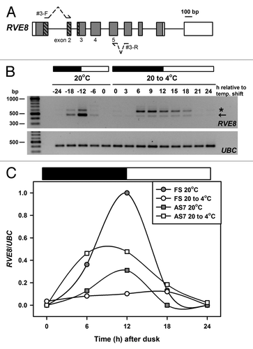 Figure 2. Temperature associated AS of RVE8. (A) RVE8 gene organization is as outlined in Figure 1A. To preclude potential amplification of gDNA during RT-PCR both forward and reverse primers – shown as arrows interrupted with dotted lines – spanned an intron and had the potential to amplify AS transcripts between exons 2 and 5. Primer sequences are: RVE8#3-F; TGAAGCACTTCAACTGTTTGATCGTGACTG and RVE8#3-R; ATCAGGAACACCGTGAAGCACTGGA. Bases in bold are separated by an intron in the RVE8 gDNA sequence. (B) RT-PCR amplification of RVE8, using the primer sequences described above, for plants harvested during diurnal cycles of 12 h dark and 12 h light (denoted by the dark and white bars, respectively) either at ambient temperature (20°C) or during a low temperature transition (20 to 4°C). The cooling temperature shift was initiated at dusk at 20°C and samples are labeled as relative to the temperature shift. Arrow denotes the fully spliced or canonical RT-PCR product (predicted size 481 bp), and the star an AS product, representing transcripts retaining intron 4 (AS7, predicted size 599 bp, see also Figure 1B and Table 1). Note that samples are every 6 h at 20°C and every 3 h during the cold transition. For more details of Methods, and for the UBC primer sequences, seeCitation15 (C) RVE8 FS and AS7 RT-PCR band intensities (normalized to the UBC positive controls) from panel B were plotted across the diurnal cycles of 12 h dark and 12 h light (denoted by the dark and white bars, respectively) either at ambient temperature (20°C) or during a low temperature transition (20 to 4°C). Band intensities were determined using a BioRad GelDoc 2000 imaging system and QuantityOne software.