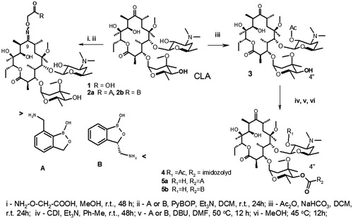 Scheme 1. Synthesis of clarithromycin derivatives 1–5.