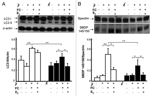 Figure 5. Effect of E2 on FC-induced autophagy and injury in the CN of castrated rats. (A) The level of FC-induced autophagy was lower in the CN of ovariectomized females (♀ with a slash) than it was in castrated males (♂ with a slash), and E2 implantation significantly decreased the levels of FC-induced autophagy in ovariectomized females. (B) The severity of FC-induced injury was lower in the CN of female rats than it was in males and E2 implantation significantly decreased the ratios of SBDP 145/150/spectrin in both female and male castrated rats. Data are expressed as means ± SD (n = 6), *p < 0.05, **p < 0.01.