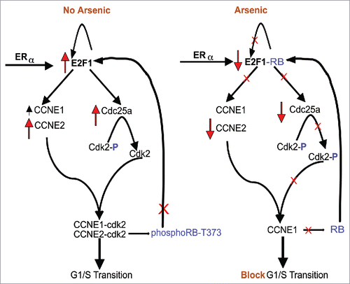 Figure 7. Model of how iAs affects pRB and E2F1 expression during G1 and the G1/S transition phases of the cell cycle that results in a block in cell cycling at the G1/S transition based on data shown herein. (See Discussion for more explanation.)