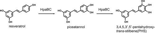 Fig. 1. Consecutive hydroxylation of resveratrol via piceatannol to PHS by HpaBC.