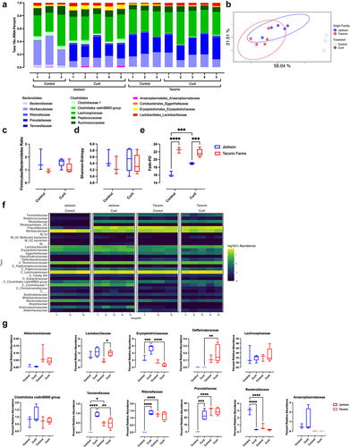 Figure 1. The effect of systemic curli treatment on composition of cecal bacterial community. (a) Bacterial taxa present in DNA extracted from cecal contents of C57BL/6 mice from Jackson Labs and Taconic treated with curli or PBS for eight weeks as determined by 16S profiling. (b) PCoA of microbiota composition (weighted UniFrac distances). (c) Firmicutes and Bacteroidetes ratio. Alpha diversity of microbiota composition represented by (d) Shannon entropy and (e) Faith’s phylogenetic diversity. Significance was analyzed by two-way ANOVA and multiple comparison; ***p < 0.001, ****p < 0.0001. (f) Heatmap of the top 30 most abundant taxa. (g) Abundances of indicated species. Significance was analyzed using one-way ANOVA and multiple comparison; *p < 0.05, **p < 0.01, ***p < 0.001, ****p < 0.0001.